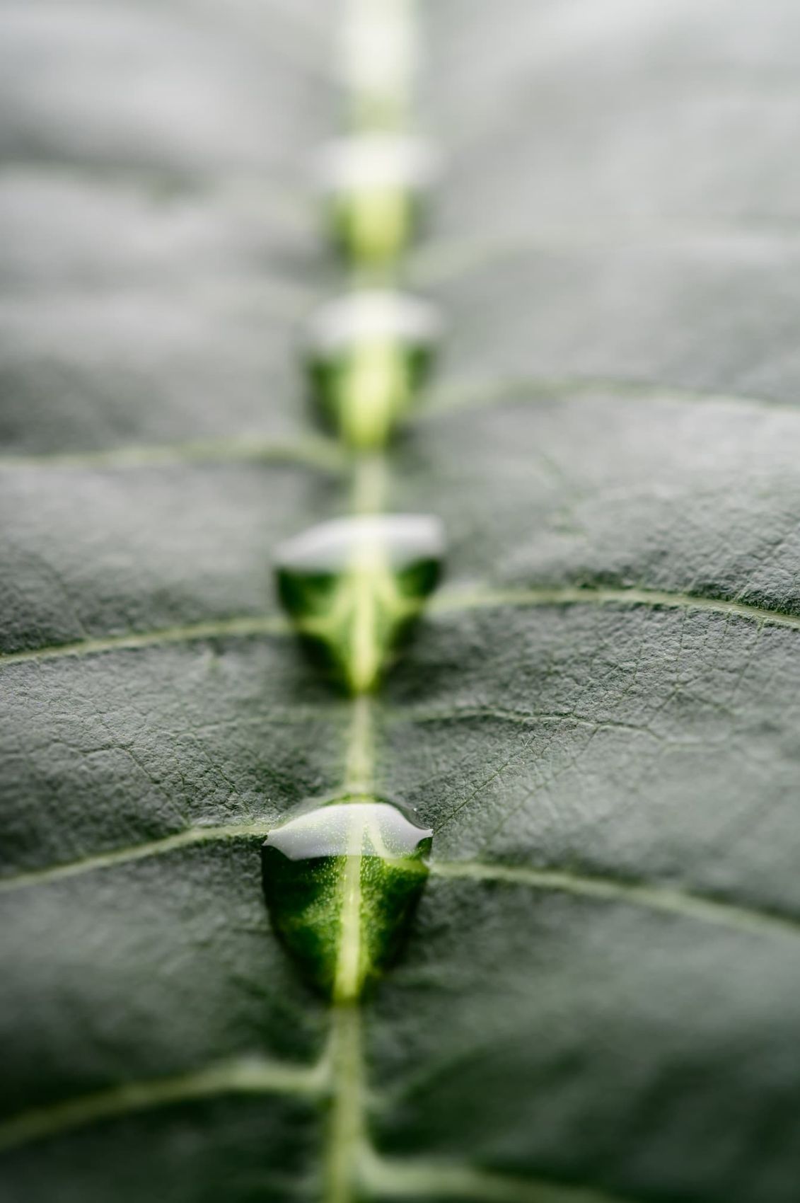 Gotas de agua sobre una hoja verde
